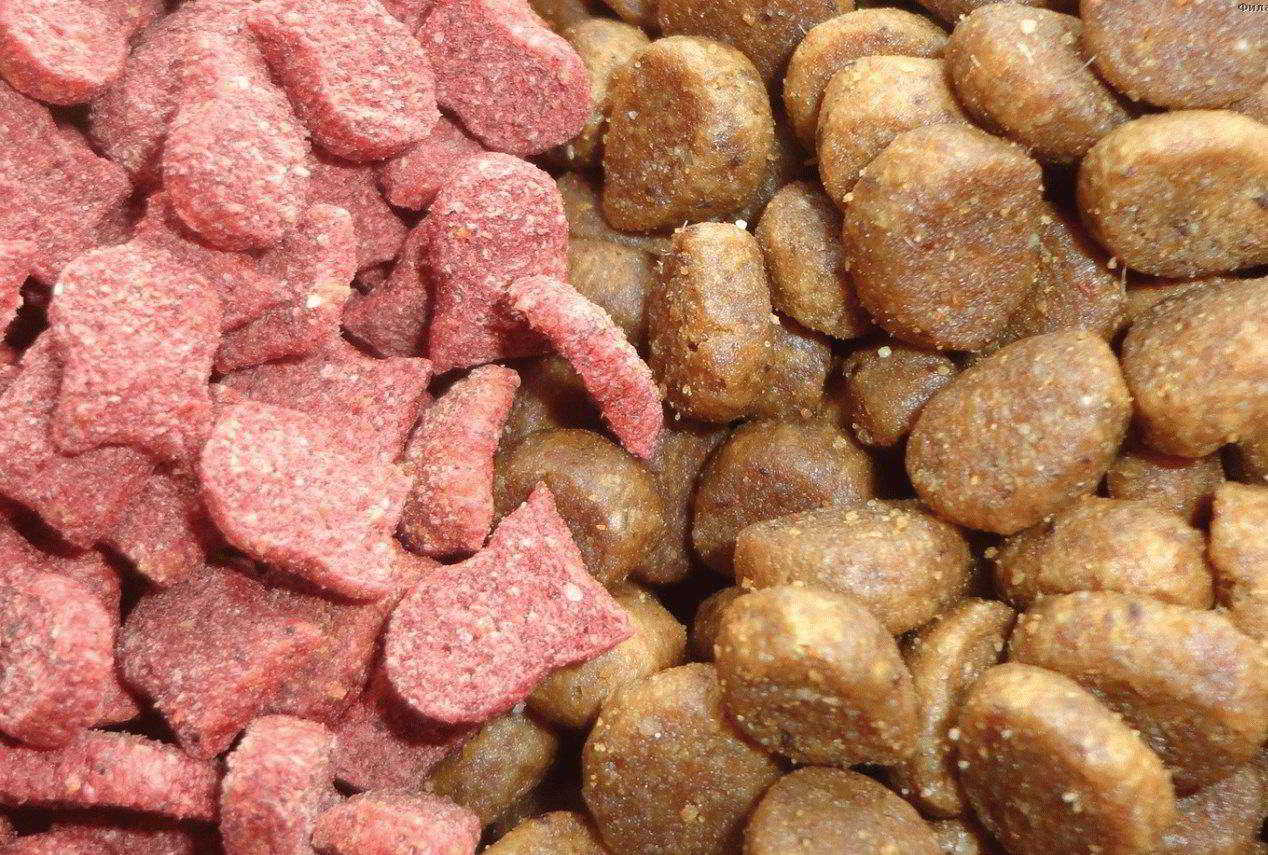 2025 کے لیے ترکیب اور معیار کے لحاظ سے بہترین بلی کے کھانے کی درجہ بندی