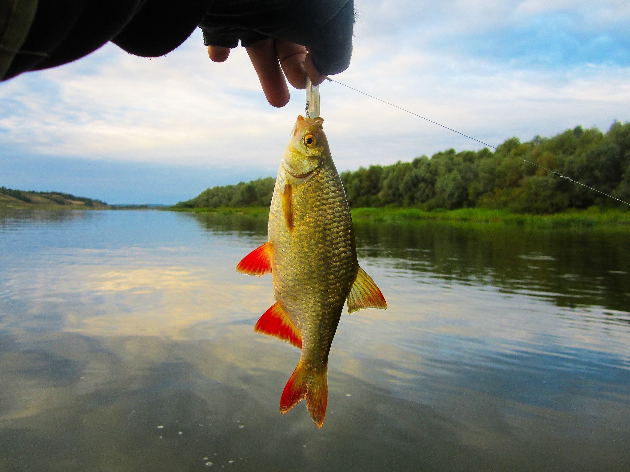 شکاریوں کے لیے بہترین پرکشش ڈوبنے والے - 2025 کی درجہ بندی