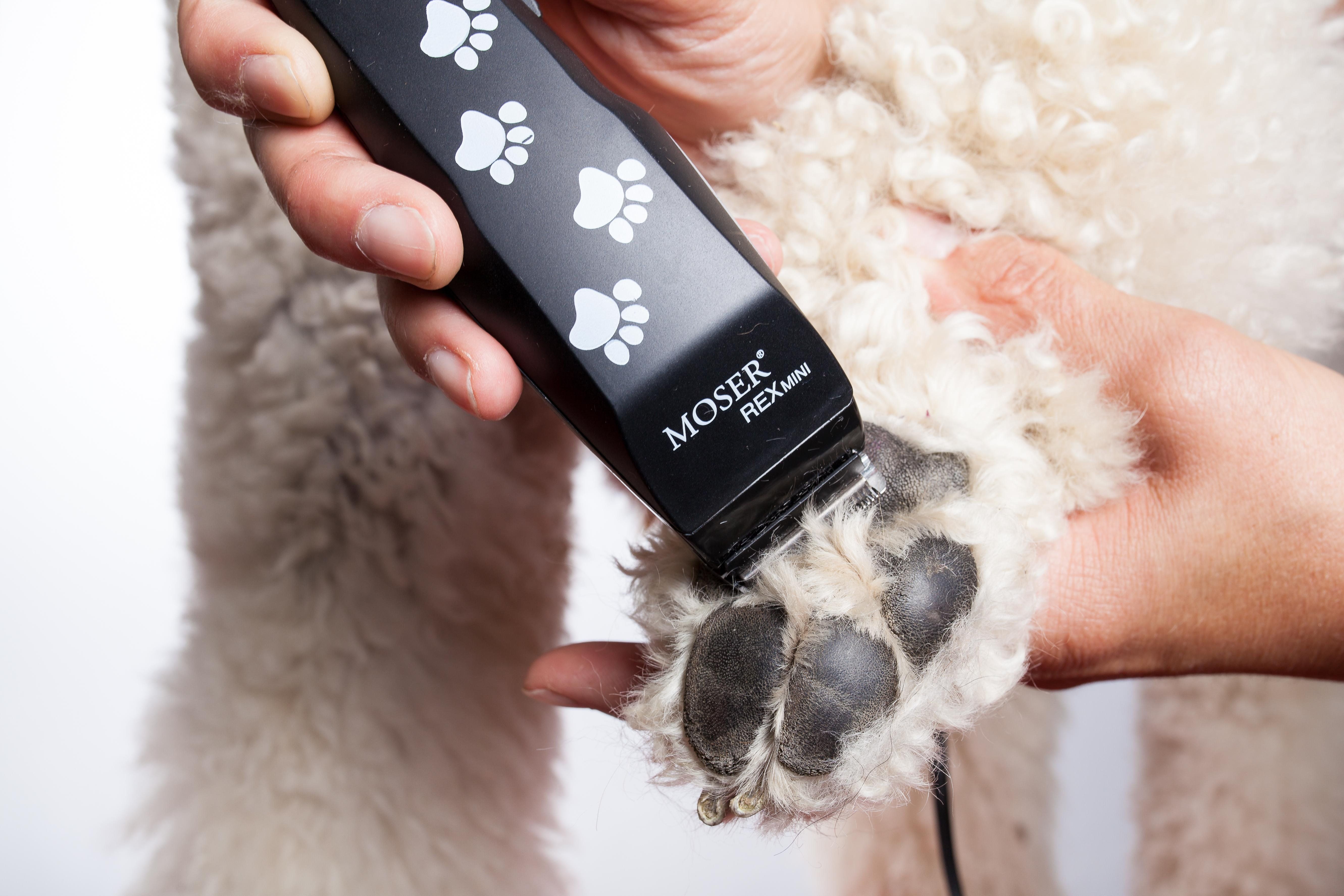 2025 میں بہترین کتے کے تراشنے والے