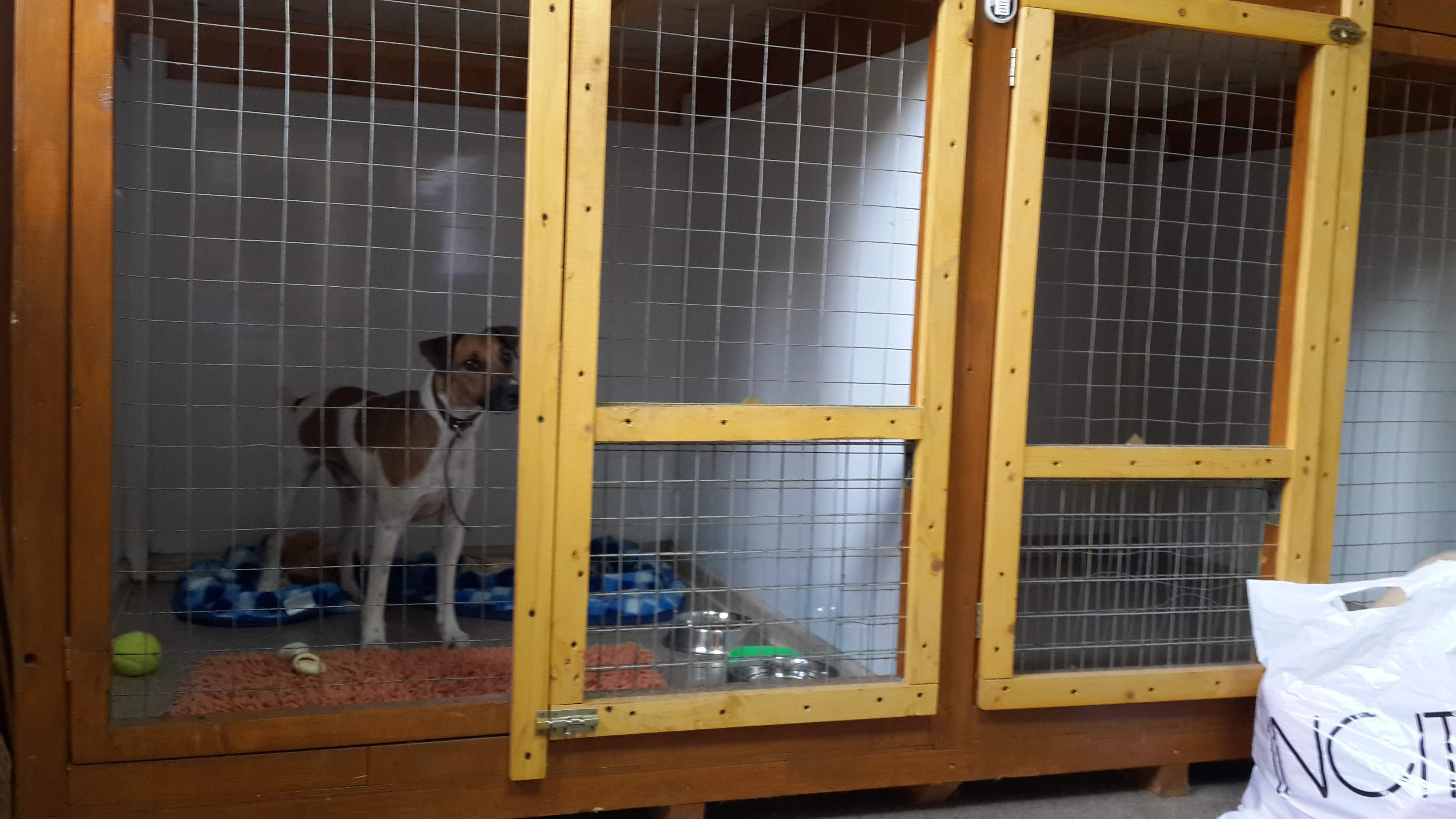 Peringkat hotel terbaik untuk hewan di Yekaterinburg