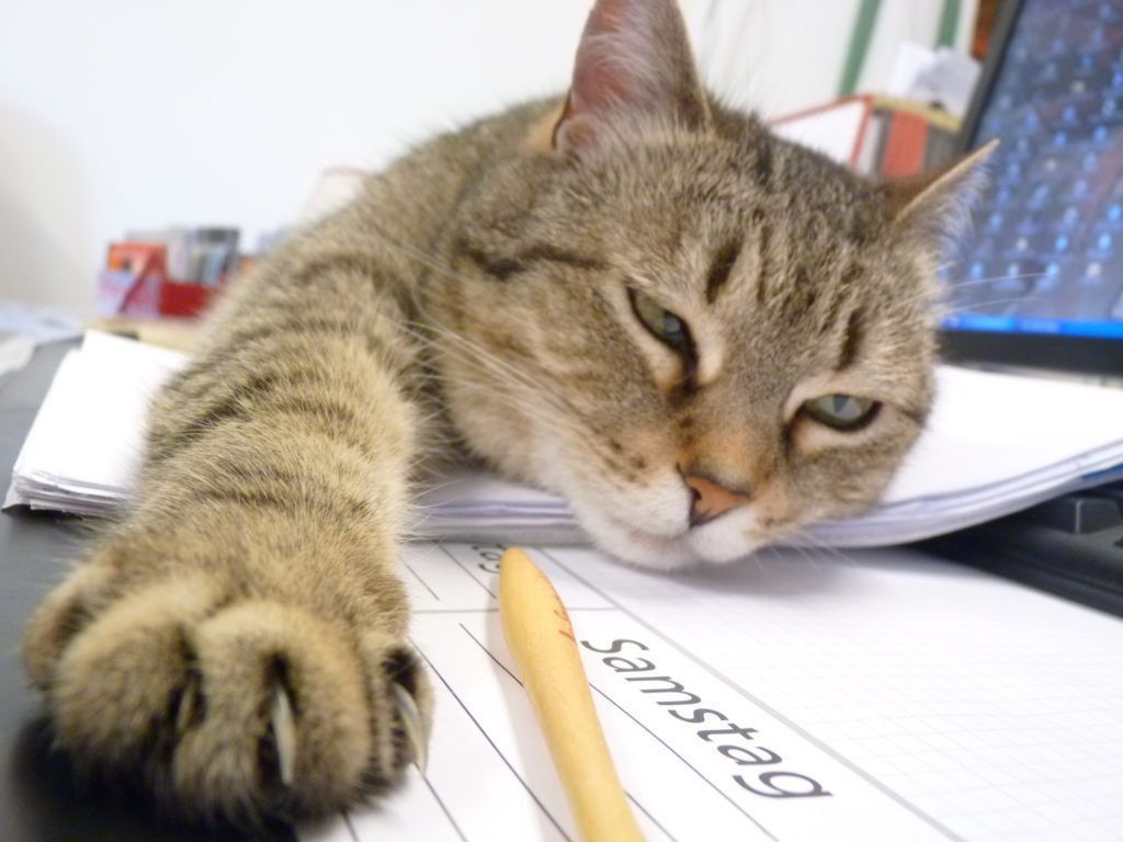 Los mejores hoteles que aceptan mascotas en Samara en 2025