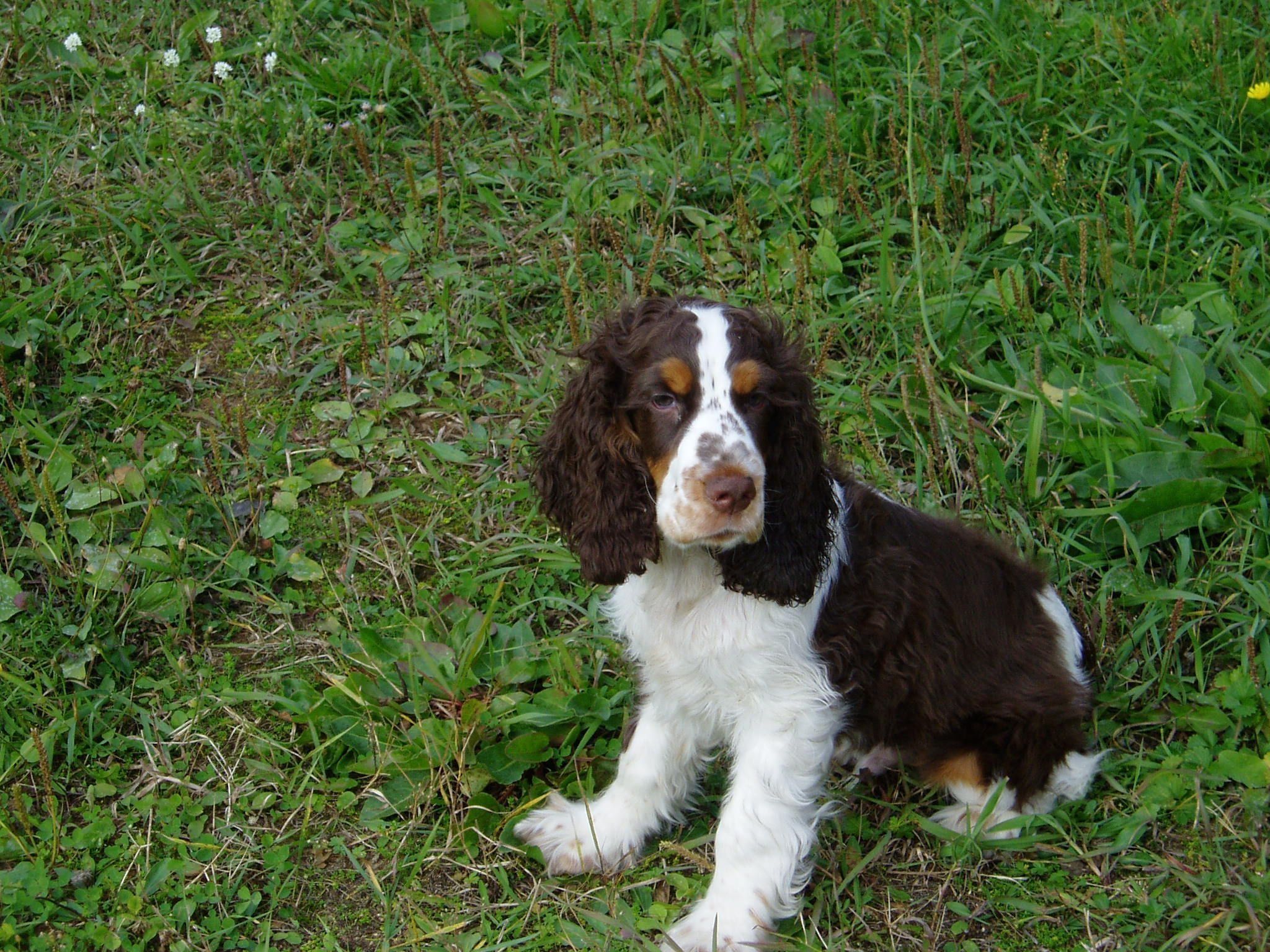 کراسنویارسک میں جانوروں کے لیے چڑیا گھر کے ہوٹلوں کی تفصیل