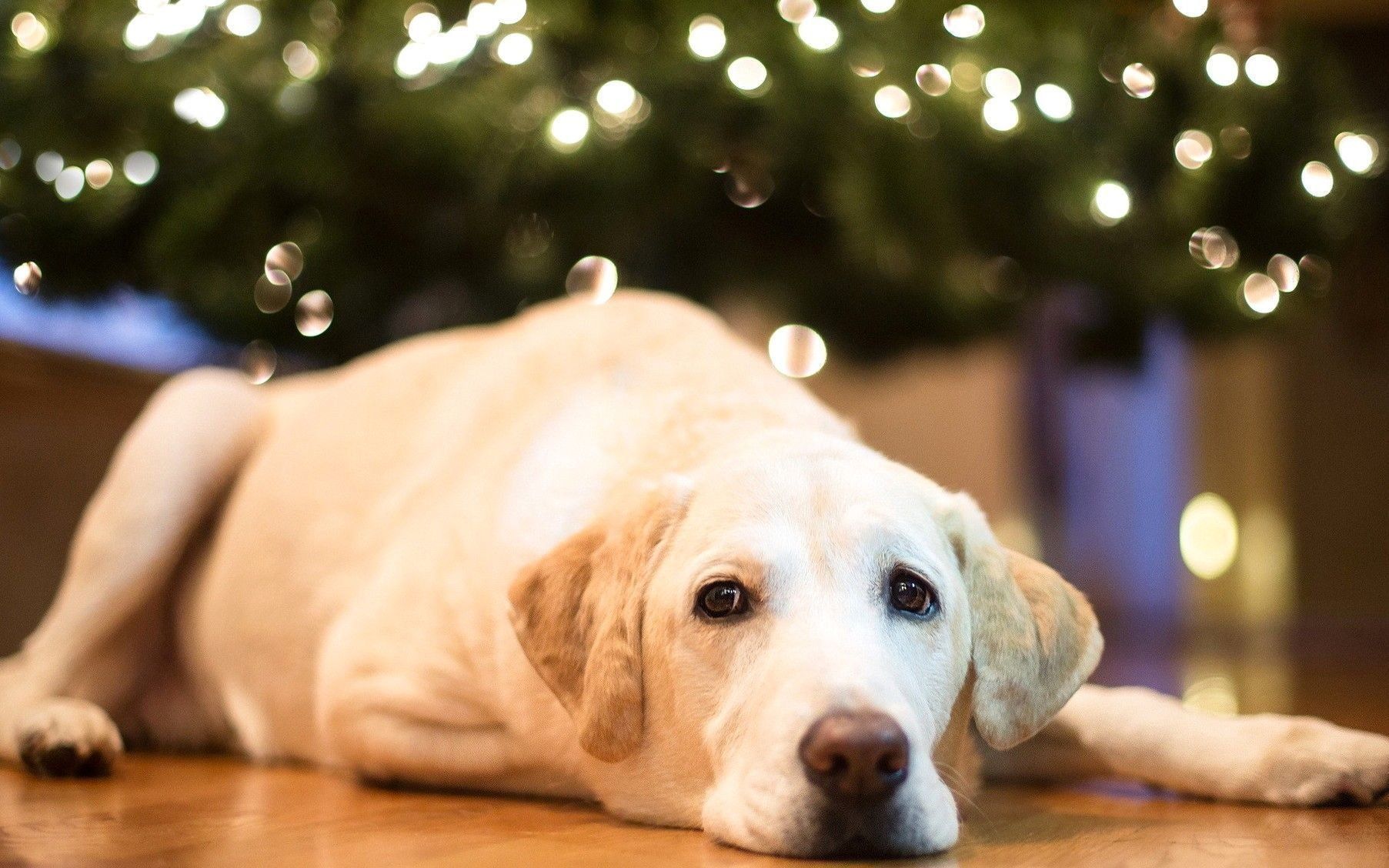 Os melhores hotéis para animais em Níjni Novgorod em 2025