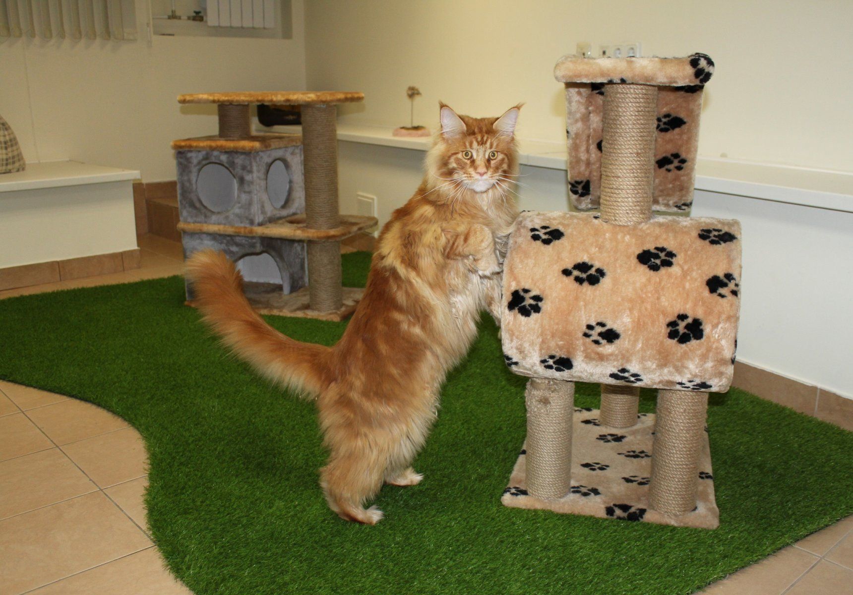 2025 میں سینٹ پیٹرزبرگ میں جانوروں کے لیے بہترین ہوٹلوں کی درجہ بندی