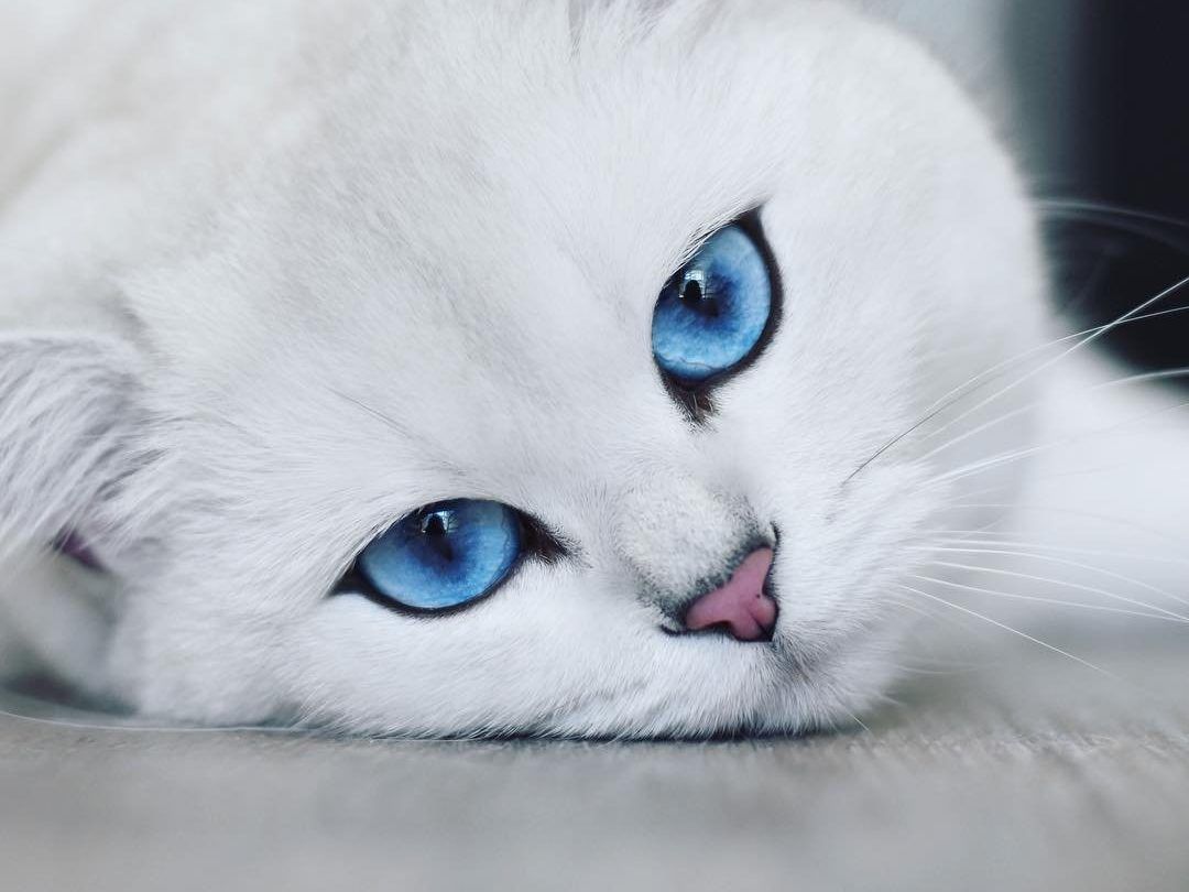 2025 میں نیوٹرڈ بلیوں اور بلیوں کے لیے بہترین خوراک کی درجہ بندی