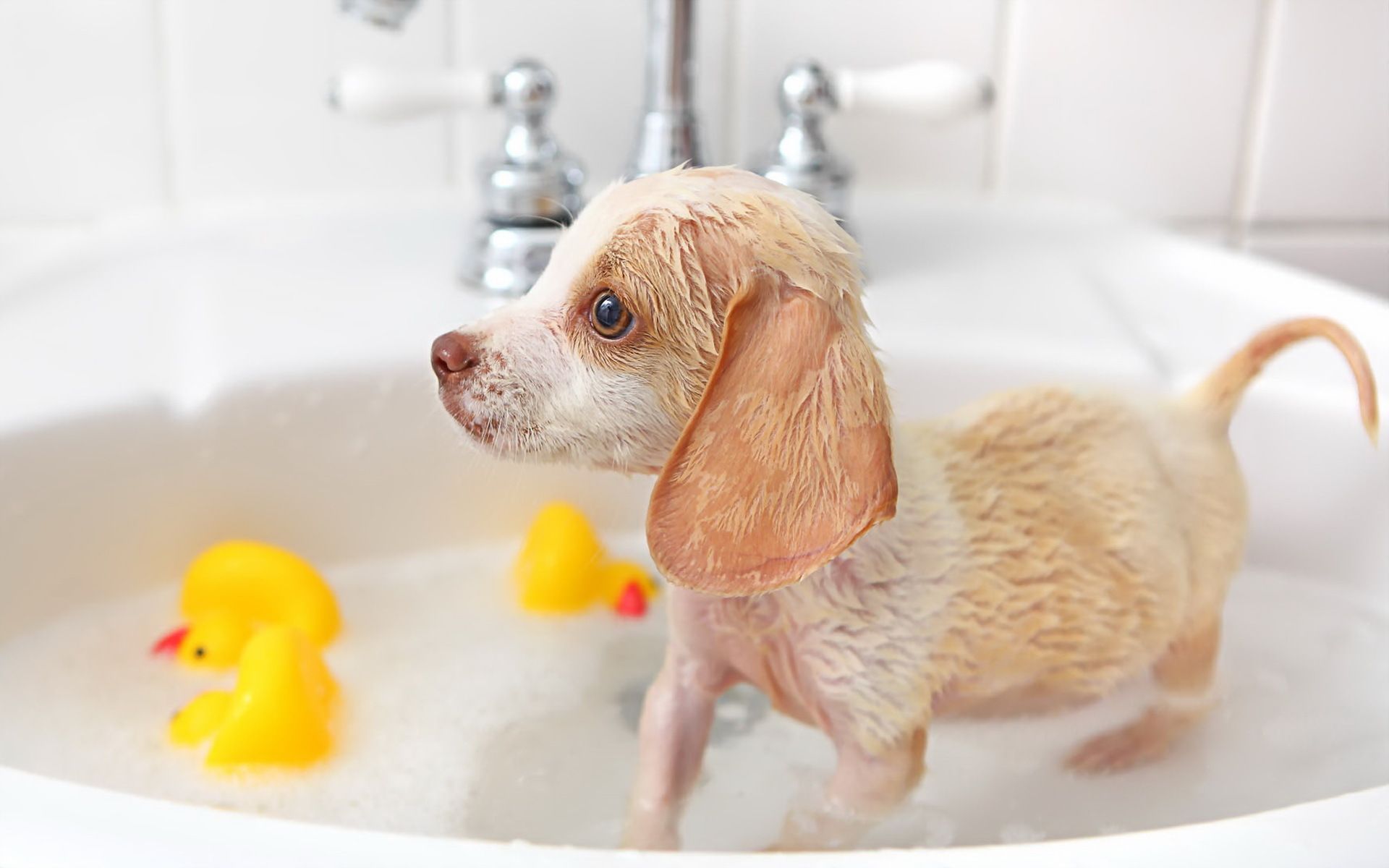 Ranking der besten Shampoos für Hunde im Jahr 2025