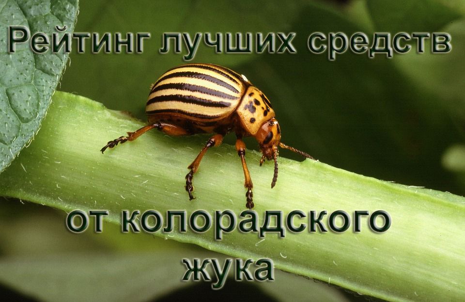 Penarafan dana terbaik daripada kumbang kentang Colorado pada tahun 2025