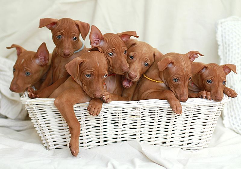 Peringkat kandang anjing terbaik di Volgograd untuk tahun 2025