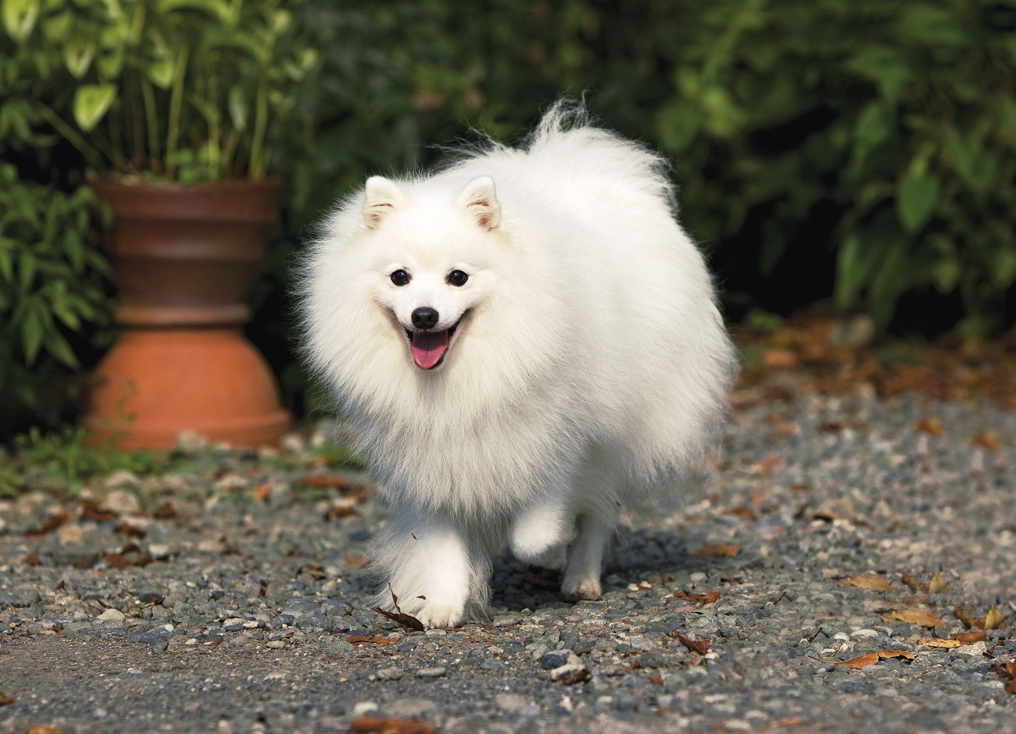 Peringkat kandang anjing terbaik di Kazan untuk tahun 2025
