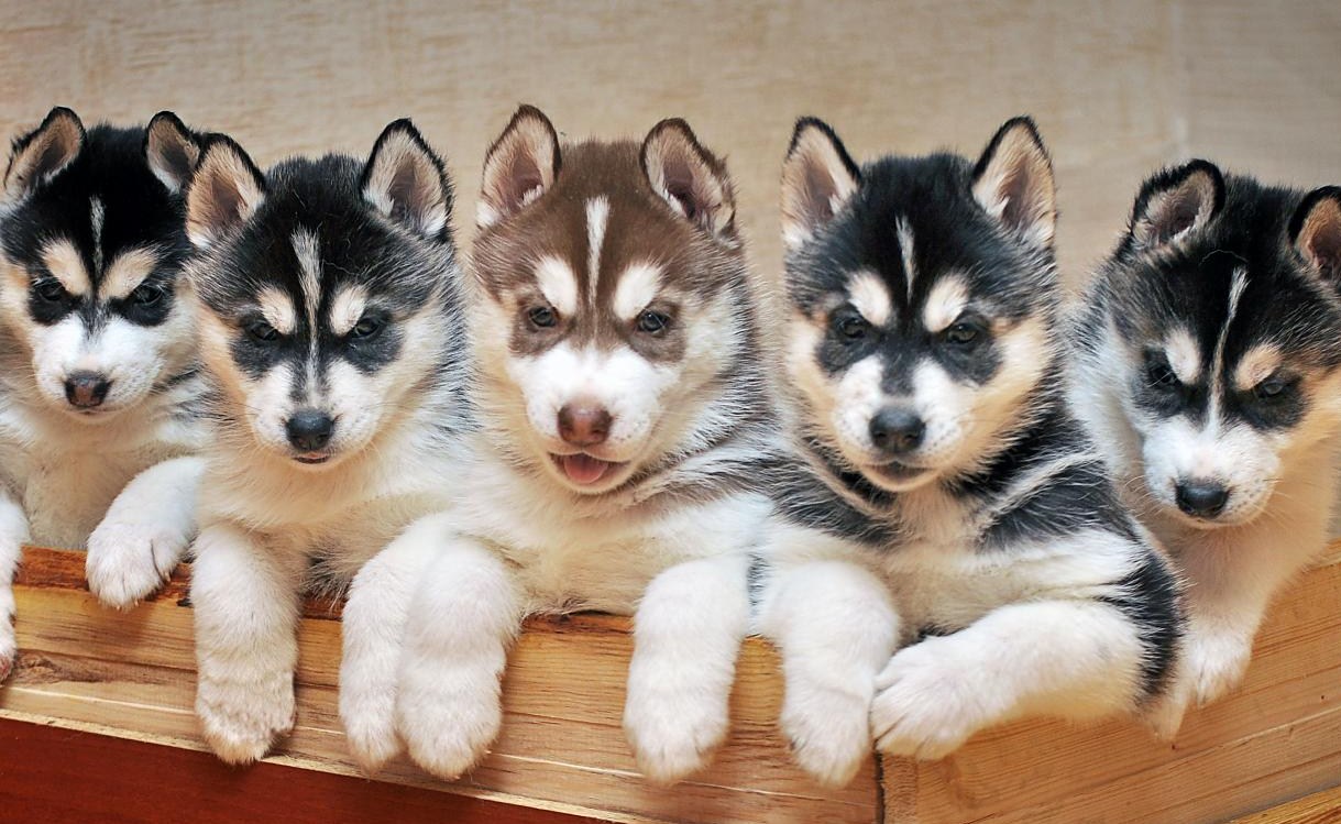 2025 کے لیے کراسنویارسک میں کتوں کے بہترین کینلز کی درجہ بندی