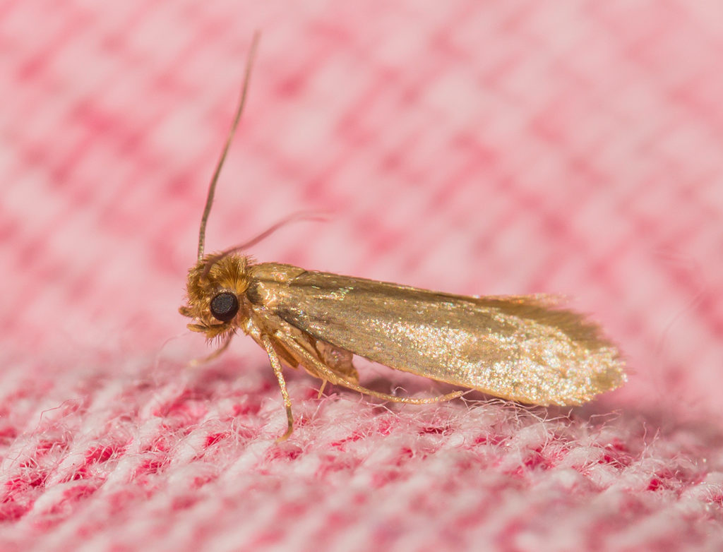 Valutazione dei migliori rimedi contro le tarme per il 2025