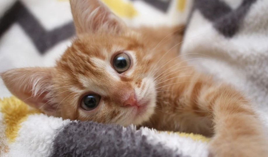 2025 کے لیے بلیوں کی بہترین نسلوں کی درجہ بندی