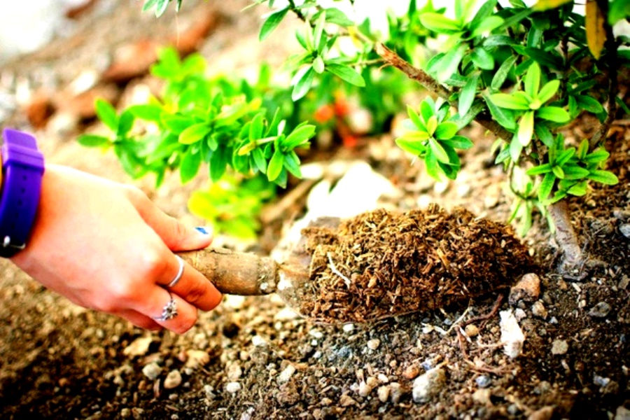 تصنيف أفضل أسمدة الزهور لعام 2025