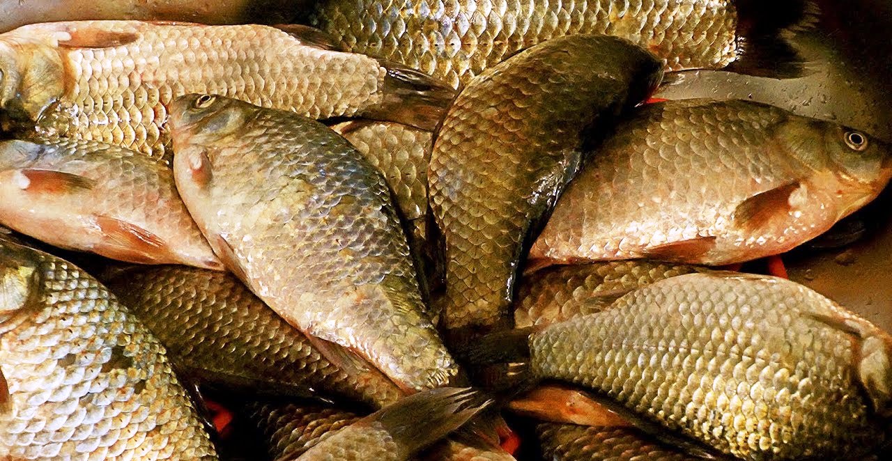 Peringkat batang penanda terbaik untuk 2025