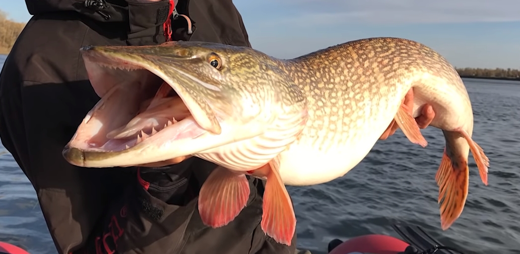 Classificação dos melhores wobblers para pique em 2025