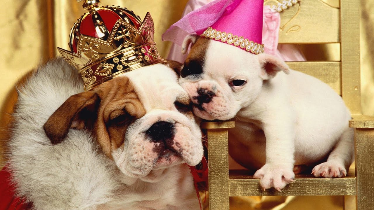 Ranking das raças de cães mais caras para 2025