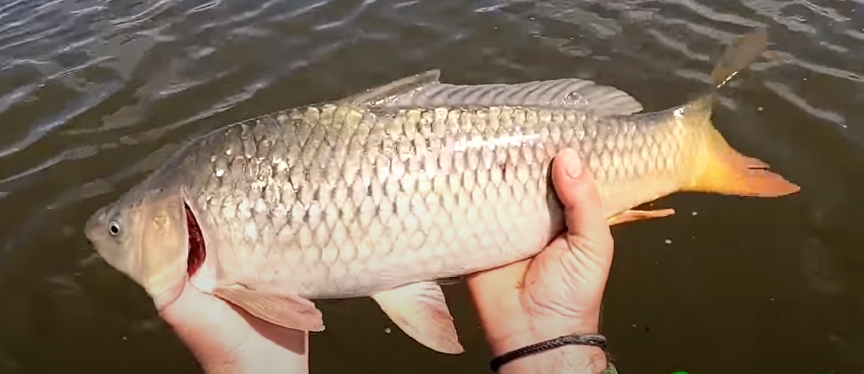 Peringkat jaringan casting terbaik pada tahun 2025