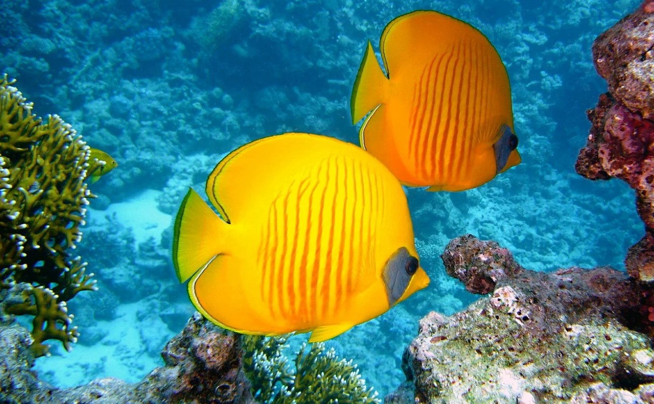 דירוג צילינדרי הצלילה הטובים ביותר לשנת 2025