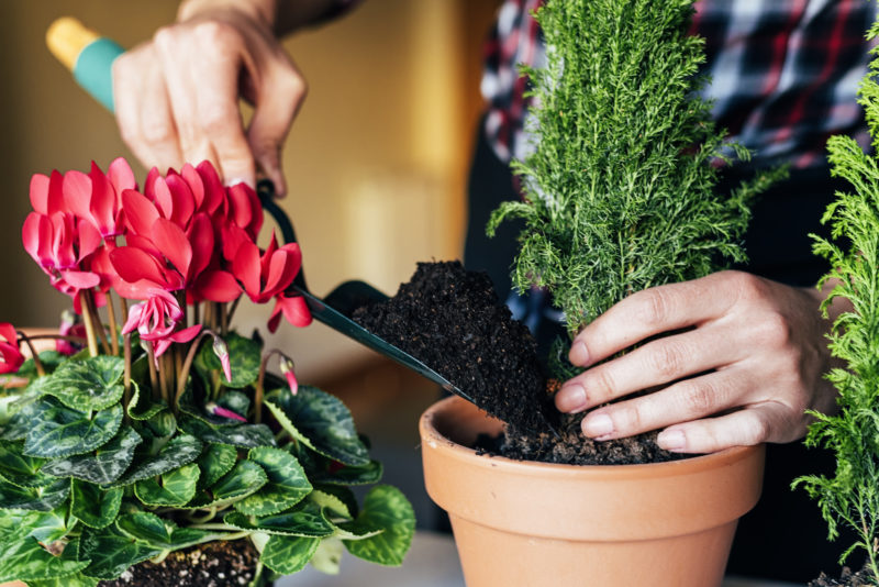 Peringkat merek tanah terbaik untuk bibit untuk tahun 2025