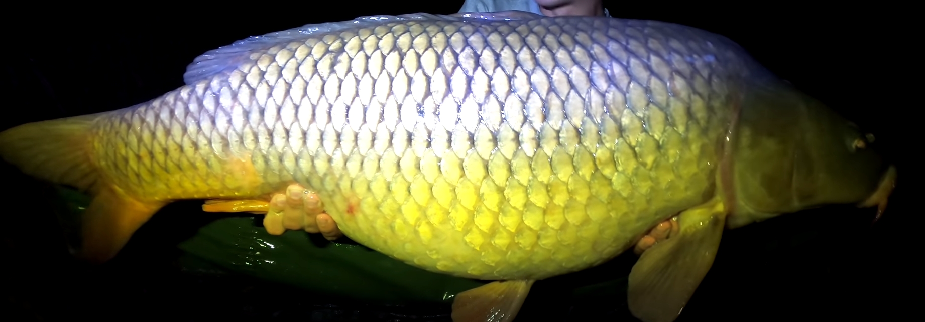 2025 میں ماہی گیری کی بہترین لائنوں کی درجہ بندی