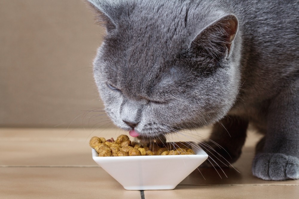 Peringkat makanan kucing hypoallergenic terbaik untuk tahun 2025