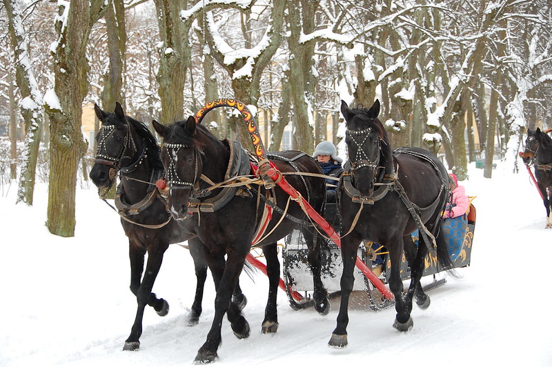 Peringkat ras kuda paling indah untuk tahun 2025