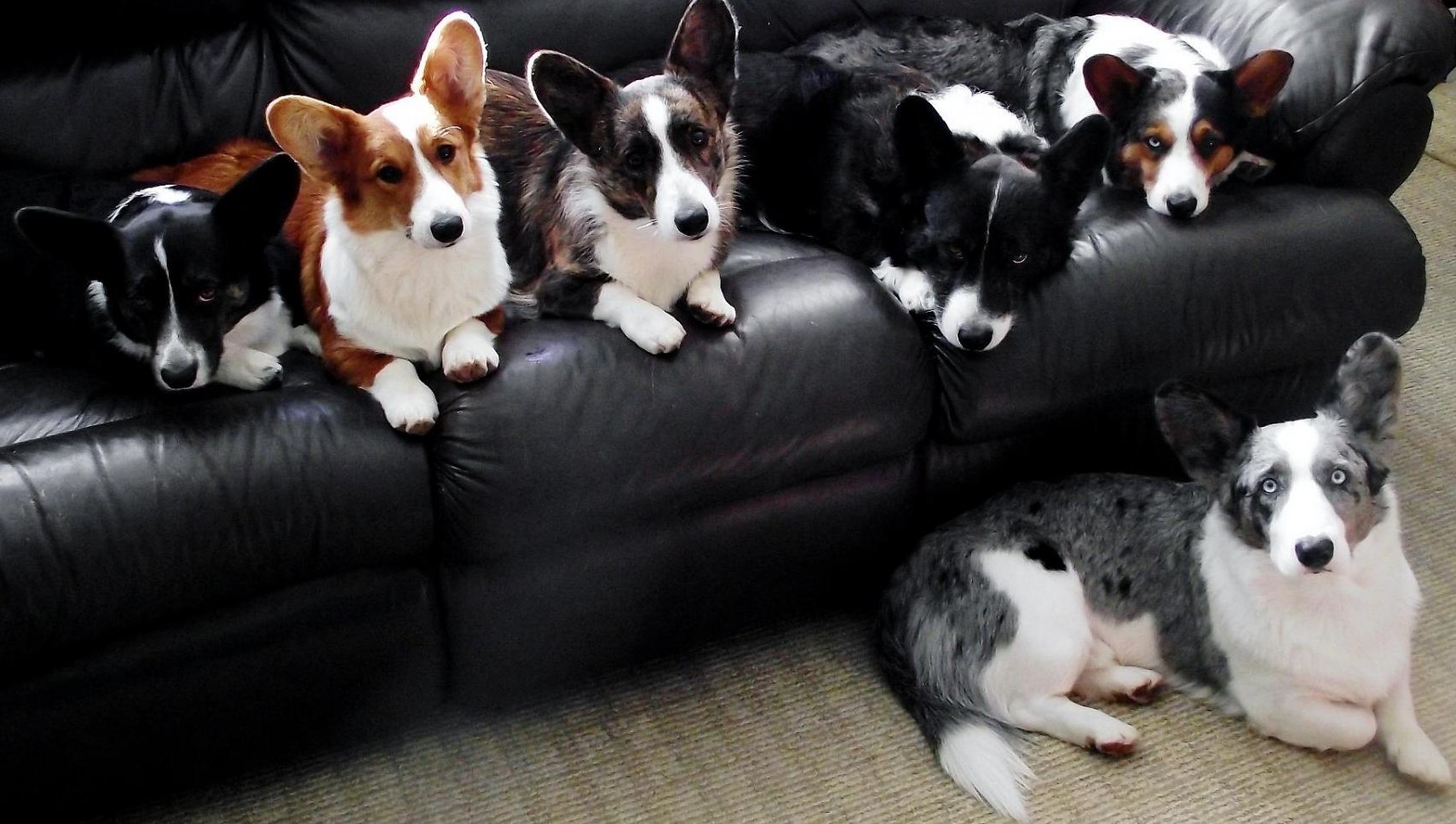 2025 کے لیے اپارٹمنٹ کے لیے کتے کی بہترین نسلوں کی درجہ بندی