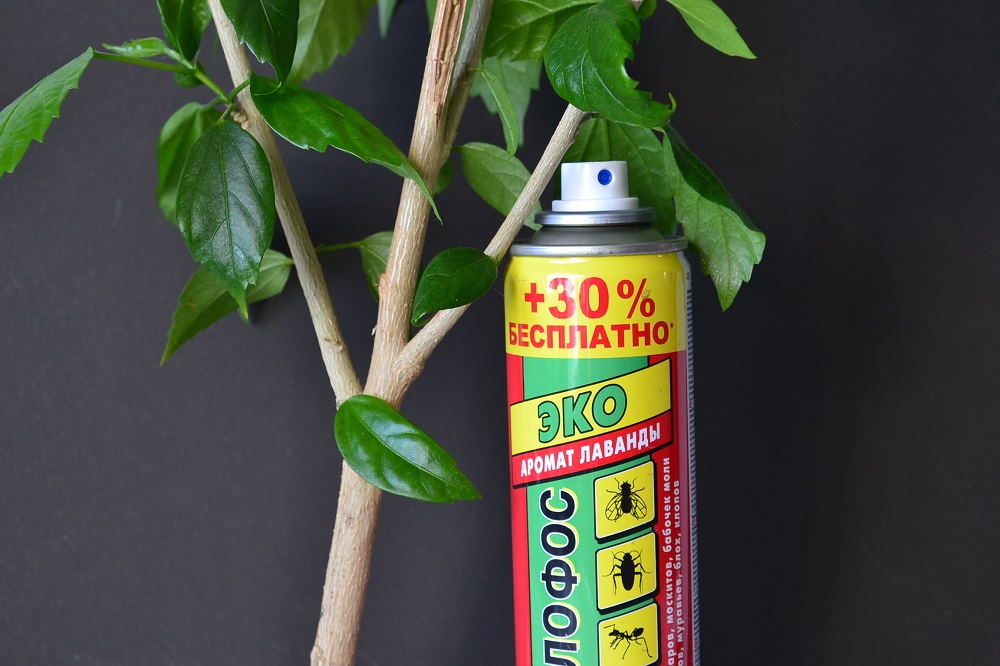 2025 کے لیے انڈور پھولوں میں مڈجز کے لیے بہترین علاج کی درجہ بندی