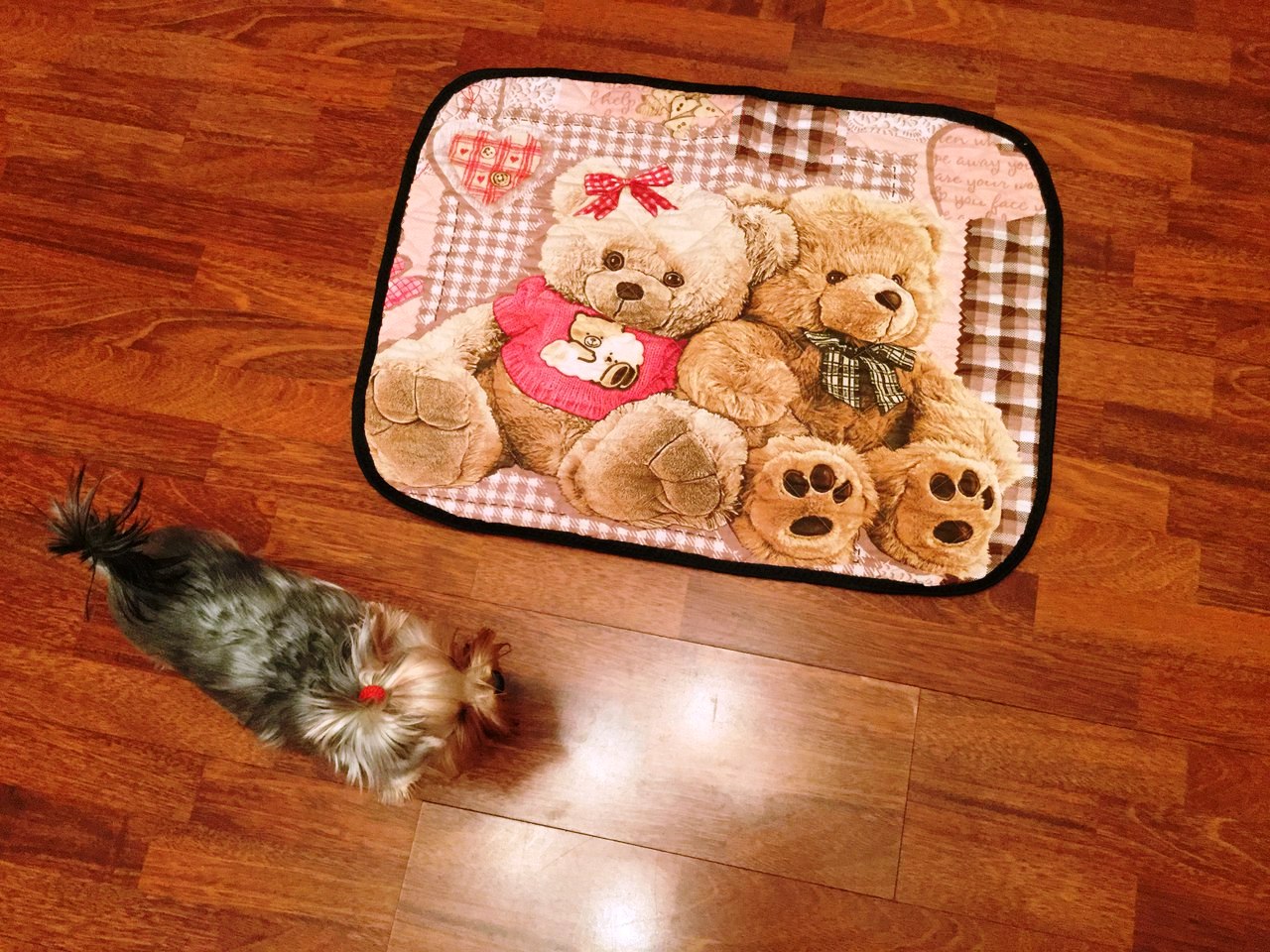 2025 کے لیے دوبارہ قابل استعمال کتے کے لنگوٹ کی درجہ بندی