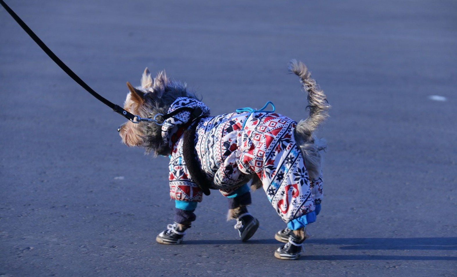 2025 کے لیے کتے کے بہترین جوتوں کی درجہ بندی